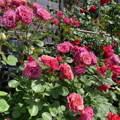 Aoi no ue Rose Plant|葵之上