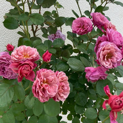 Aoi no ue Rose Plant|葵之上