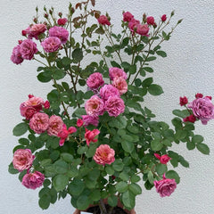 Aoi no ue Rose Plant|葵之上