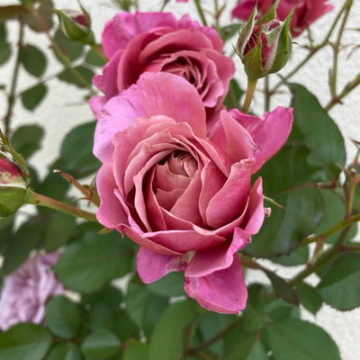 Aoi no ue Rose Plant|葵之上