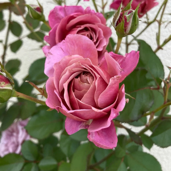 Aoi no ue Rose Plant|葵之上