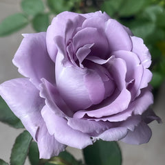 Applause Rose Plant|喝彩 – Rose_Explosion