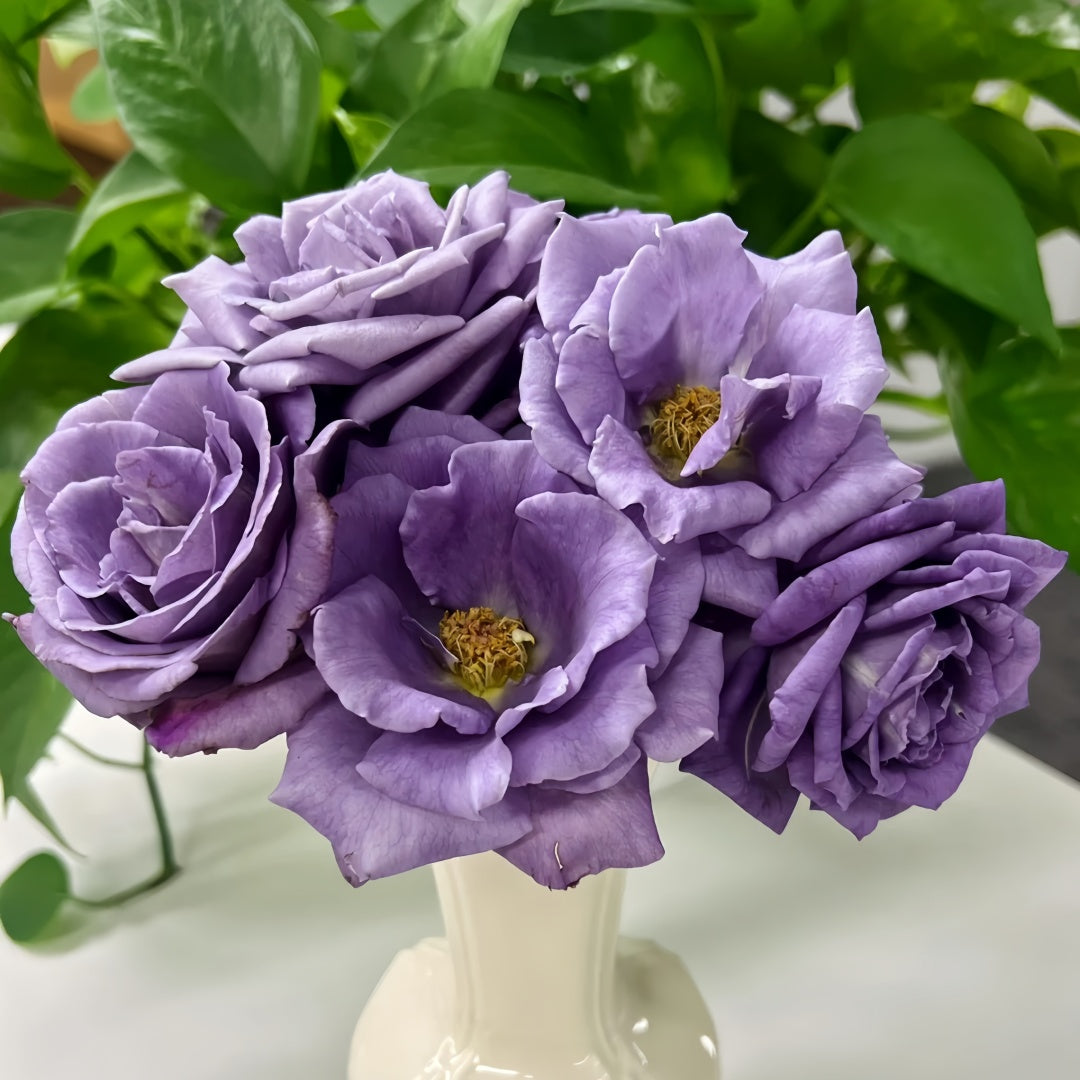 Applause Rose Plant|喝彩 – Rose_Explosion