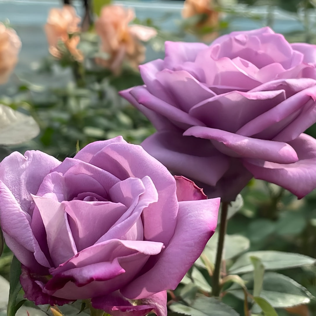 Applause Rose Plant|喝彩 – Rose_Explosion