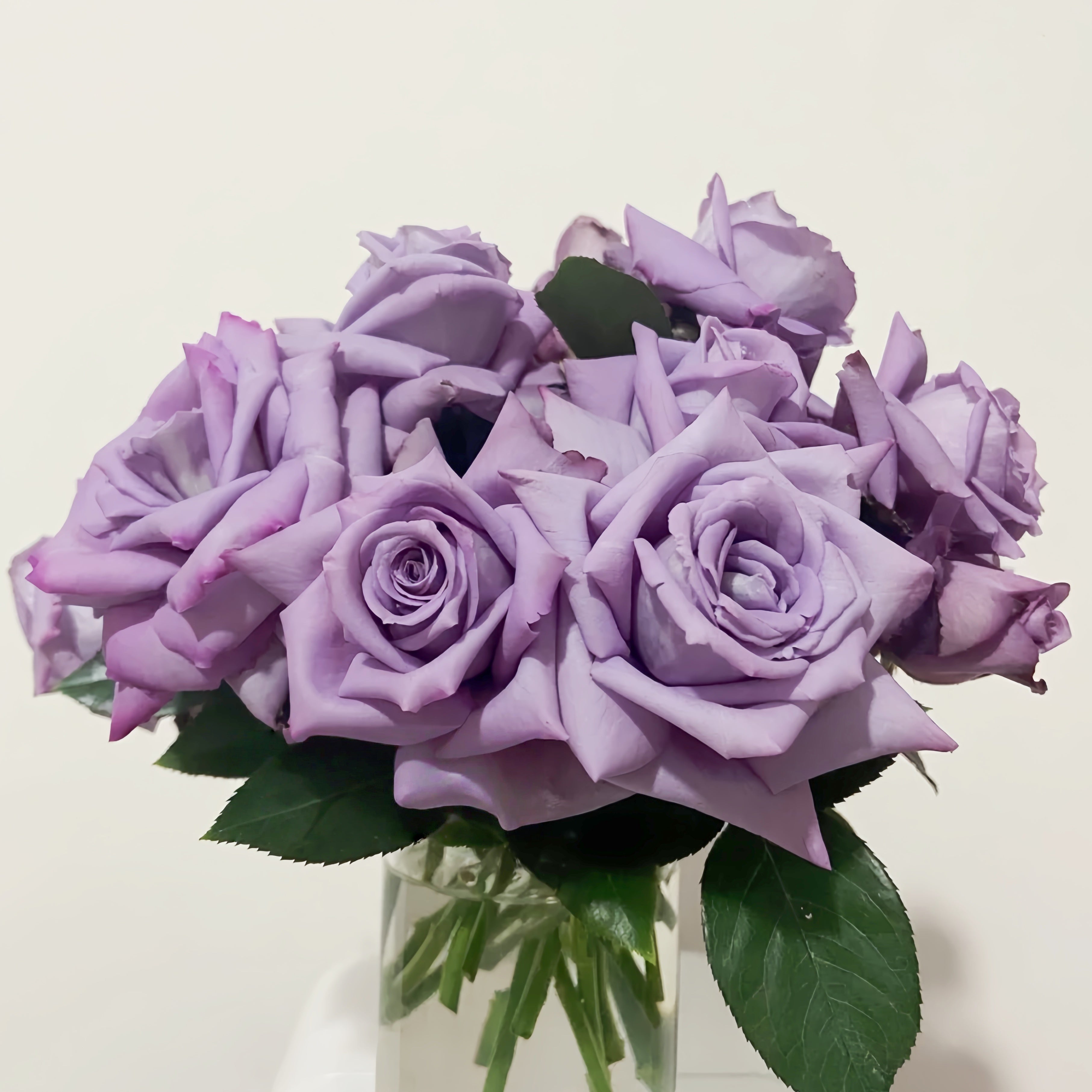 Applause Rose Plant|喝彩 – Rose_Explosion