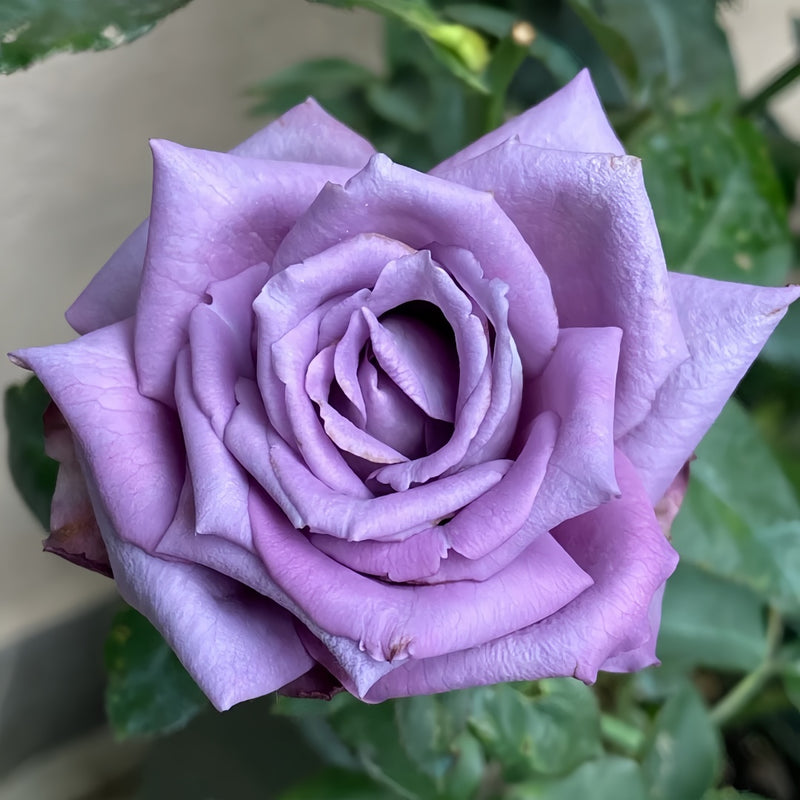 Bird Chirp Rose - Stunning Blooms, Easy Care – Rose_Explosion