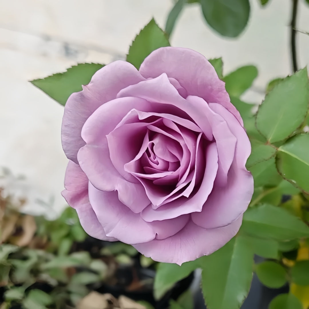 Applause Rose Plant|喝彩 – Rose_Explosion