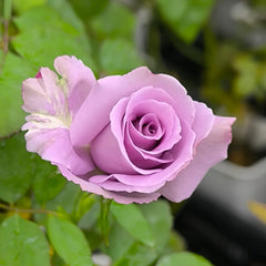 Applause Rose Plant
