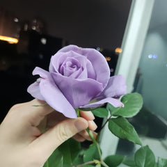 Applause Rose Plant