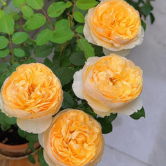 Apricot Cooler Rose Plant