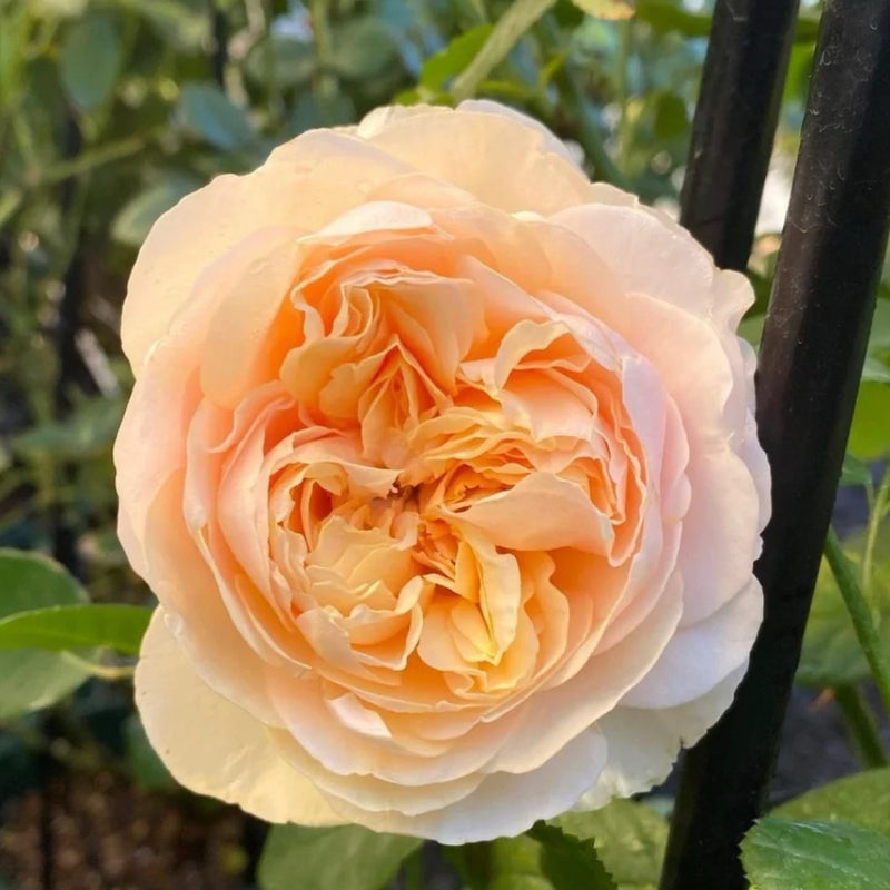 Apricot Cooler Rose Plant