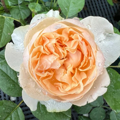 Apricot Cooler Rose Plant