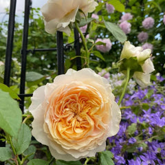 Apricot Cooler Rose Plant