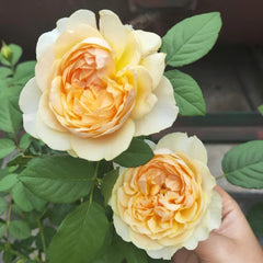 Apricot Cooler Rose Plant