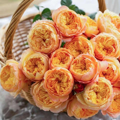 Apricot Fat Rose – Lovely Own Root Chinese Cut Rose