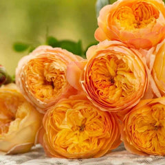 Apricot Fat Rose – Lovely Own Root Chinese Cut Rose