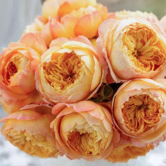 Apricot Fat Rose – Lovely Own Root Chinese Cut Rose