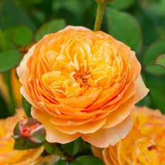 Apricot Fat Rose – Lovely Own Root Chinese Cut Rose