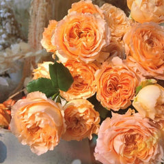 Apricot Lace Rose Plant - Enhance Your Garden’s Elegance