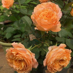 Apricot Lace Rose Plant - Enhance Your Garden’s Elegance