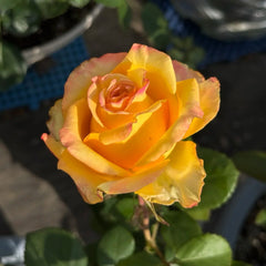 Apricot Queen Rose