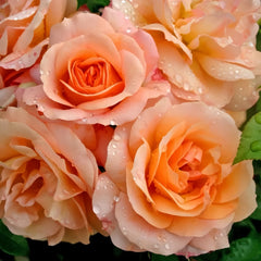 Aprikola Rose Plant|考拉