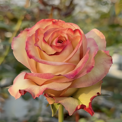 Aprikola Rose Plant|考拉