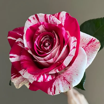 Aquarius Rose