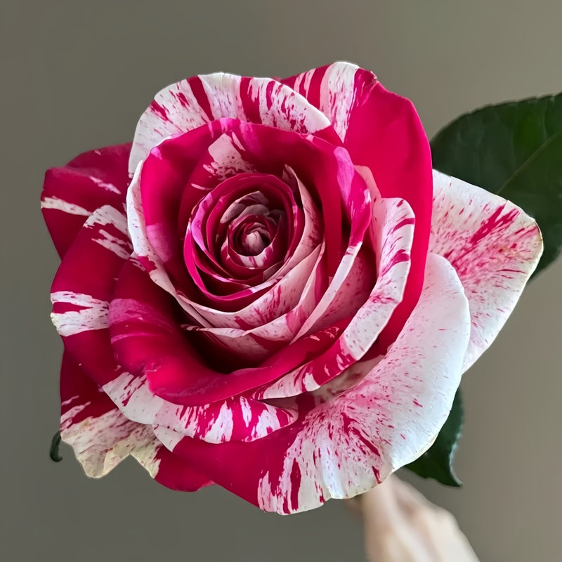 Aquarius Rose