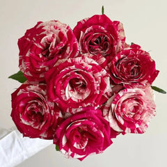 Aquarius Rose