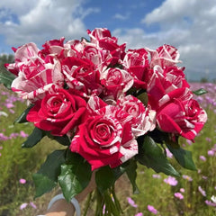 Aquarius Rose