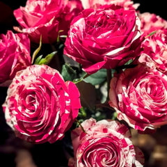 Aquarius Rose