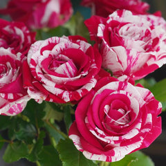 Aquarius Rose