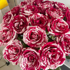 Aquarius Rose