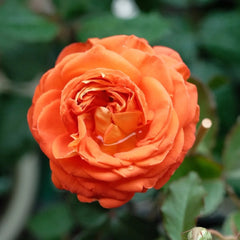 Arancia Rose 