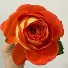 Arancia Rose 