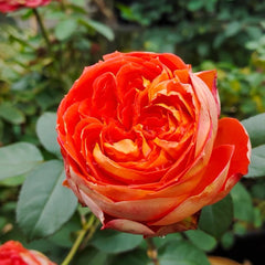 Arancia Rose 