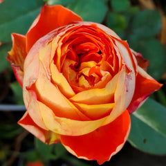 Arancia Rose 