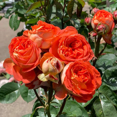 Arancia Rose 
