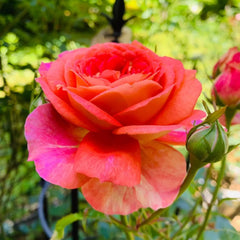 Argonauts Rose Plant