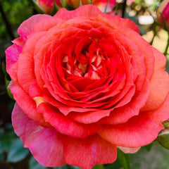 Argonauts Rose Plant