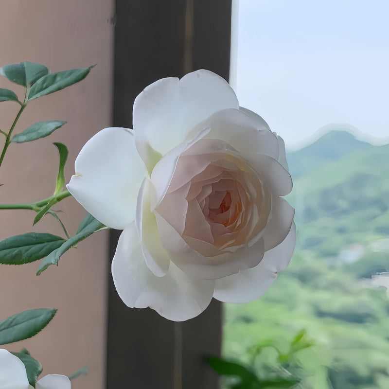 Arietta Rose Plant|小抒情曲