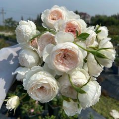 Arietta Rose Plant - Elevate Your Garden’s Beauty