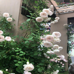 Arietta Rose Plant - Elevate Your Garden’s Beauty