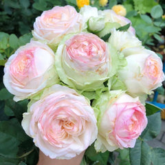 Armure Blanche Rose Plant - Elevate Your Garden’s Elegance