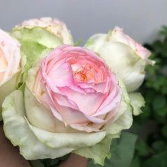 Armure Blanche Rose Plant - Elevate Your Garden’s Elegance