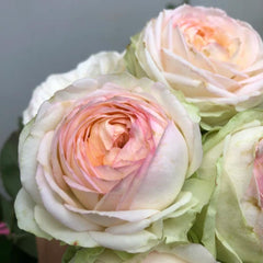 Armure Blanche Rose Plant - Elevate Your Garden’s Elegance