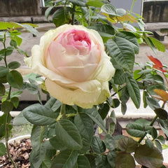 Armure Blanche Rose Plant - Elevate Your Garden’s Elegance