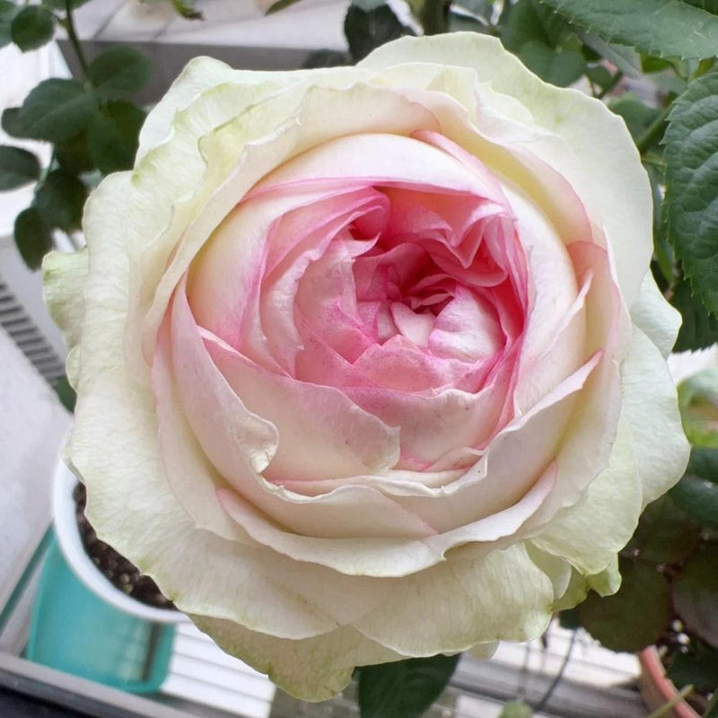 Armure Blanche Rose Plant - Elevate Your Garden’s Elegance