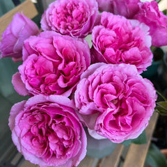 Aromatique Rose Plant